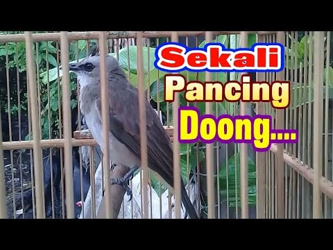 sekali pancing trucukan kepo dan macet bunyi langsung nyaut.