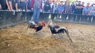 Super Roundhead (Win) | Short Knife Cockfighting | Tupada in US