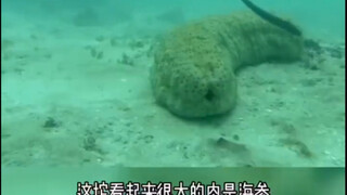 Hidup teripang sungguh menyedihkan.