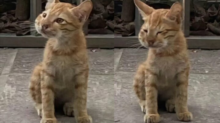 “Liên minh nạn nhân ong mật”