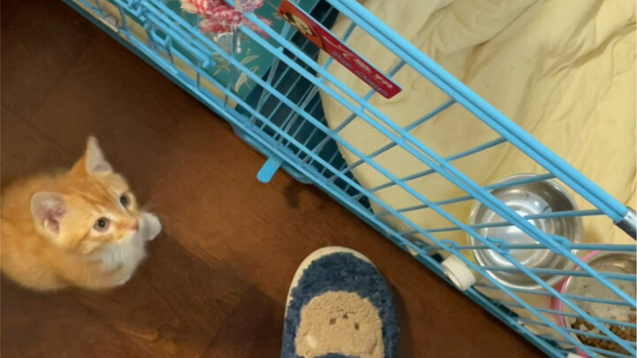 If only cats could be as well-behaved as dogs!