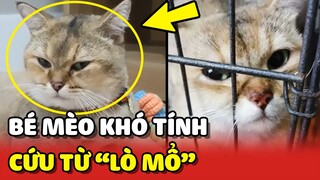 Công cuộc làm quen với bé mèo KHÓ TÍNH được GIẢI CỨU từ lò mổ | Yêu Lu