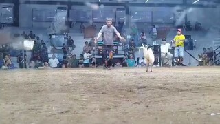 Gilmore Hatch Vs White Kelso
