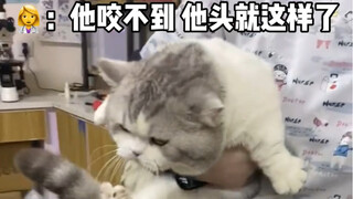 就离谱！现在的宠物医生也太不尊重小猫咪了！