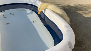 【Funny Videos】A Call Duck's Showtime With His Master