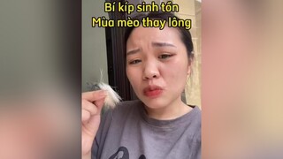 Quá nhiều lông mèo ở đâyyy 🥹 mèo cat mẹohay SEAGames31