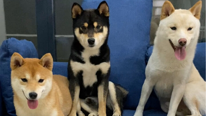 Even dogs get year-end bonuses?
