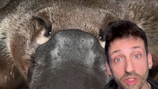 以防你不知道鸭嘴兽身上有这么多冷知识