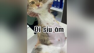 Hóng Cám đẻ 😂😂 cat mèo