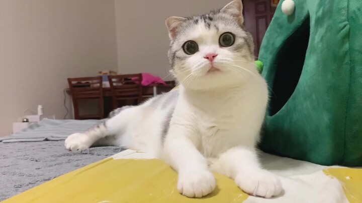 Menempatkan tongkat mainan kucing terus-menerus di atas pantat kucing, alhasil kucing pun jadi panik