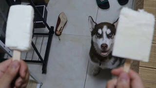 Husky: Enak sekali es krim ini, tapi ada remah!