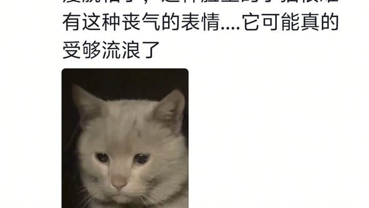 Ternyata bisa terlihat rasa rendah diri dan kerinduan dari mata seekor kucing kecil
