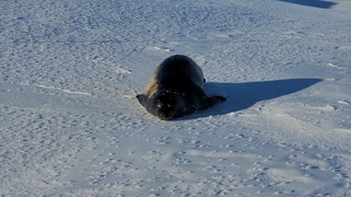 First-person perspective: You're being "hunted" by a baby seal in Antarctica.