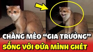 Cậu Vàng - Chàng mèo GIA TRƯỞNG và thái độ khi phải SỐNG CHUNG với đứa mình ghét 😂 | Yêu Lu