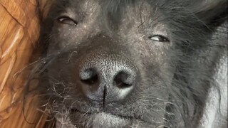The ugliest dog in the world: Chinese Crested Dog