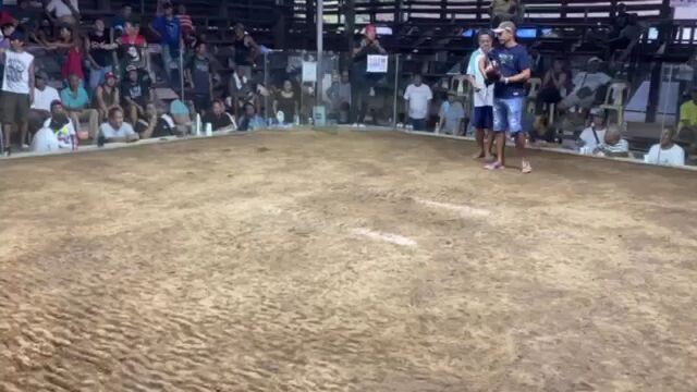 zambales cock pit 3 hits 1 fight.. win