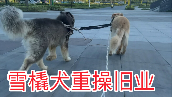 Nggendong anjing cuma buat main aja hahaha, seneng banget!