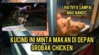 Astaghfirullah Kucing Jalanan Minta Makan Dan Kelaparan Di Depan Orang Jualan chicken..!