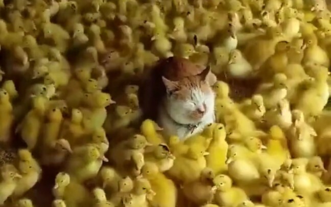 Completely overwhelmed and at a loss