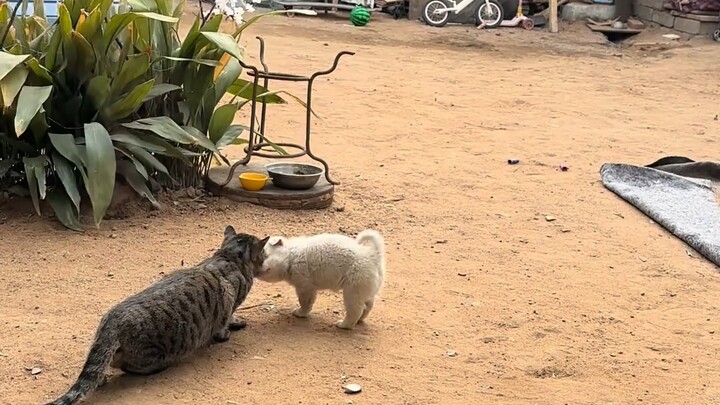 Kucing: Dasar sialan!!