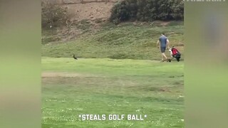 Những con người ngốc nghếch nhất hành tinh #49