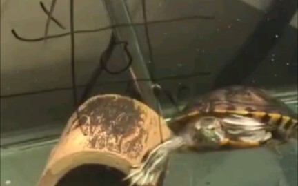 Kepala kura-kura ini sepertinya bisa berpikir.