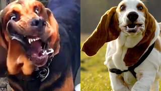 ใครชนะ Bloodhound VS Basset Hound