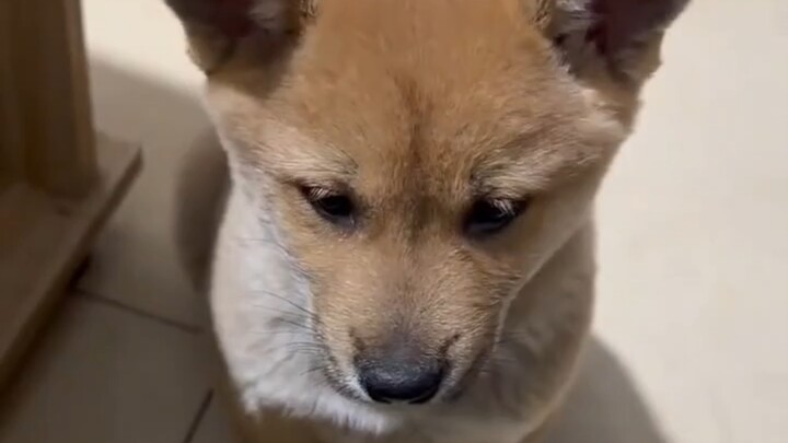 Nalar batas pada anjing kampung kecil