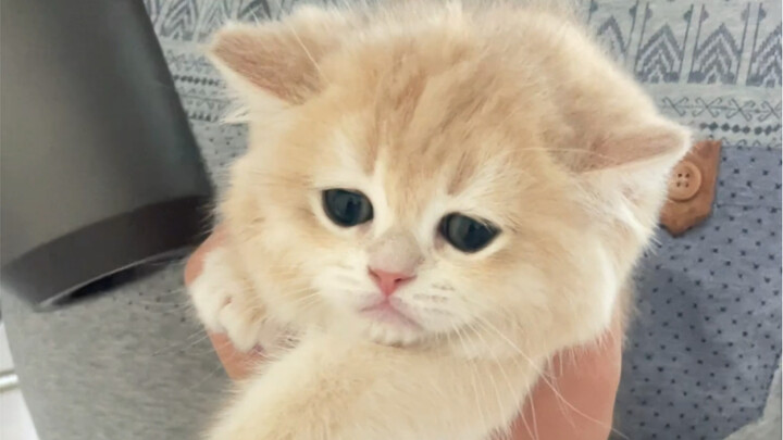 Kalian pasti belum pernah melihat kucing yang sepatuh ini