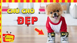 20 Giống Chó Được Yêu Thích Nhất Trên Thế Giới 🔥  Dễ Thương Nhất Hành Tinh