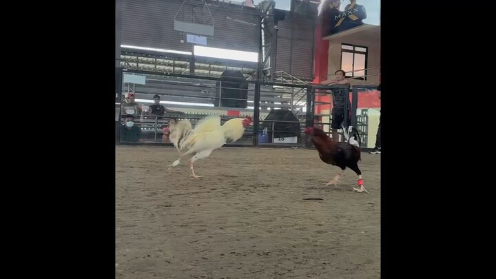 Wine red in action 😎