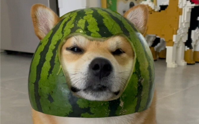 Memelihara anjing itu memang untuk bersenang-senang, hahahaha