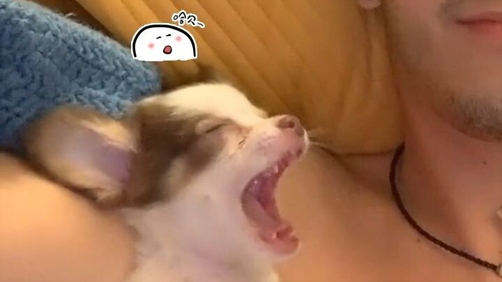 The dog keeps its owner company through the night, even though it’s already super sleepy!