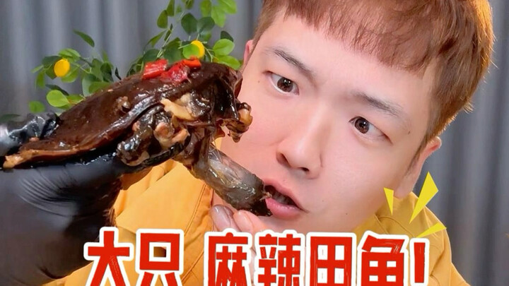 Kura-kura pedas yang ingin ditonton jutaan penggemar!