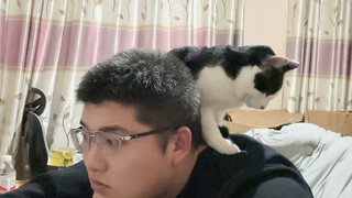 لحظات مؤثرة عند تربية القطط