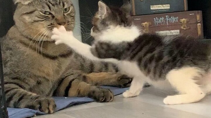 The little kitten thought he was a king and the big cat taught him a lesson