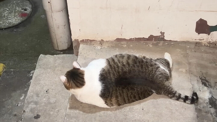 [Meiqiu Beer is a Cat!] Video loading... Hurry and check out the surprise!