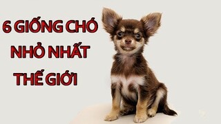 6 Giống Chó Nhỏ Nhất Thế Giới