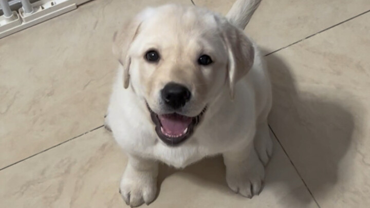 How Much Do Awkward-Puppy-Phase Dogs Suck to Be Around?