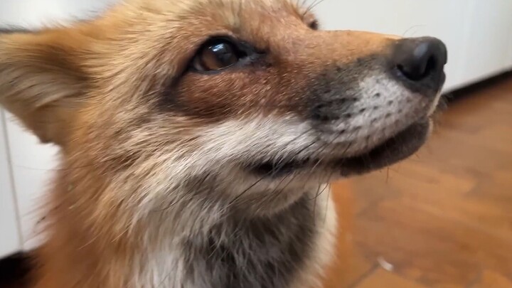 A fox’s long snout really does make it easier to poke things.