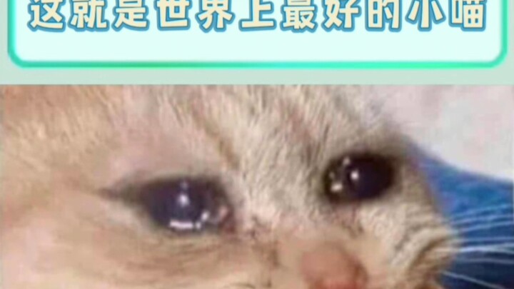 Để mình xem có bao nhiêu người hiểu lầm mèo con đi (nhìn trộm)