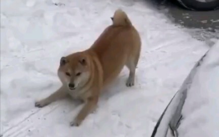 Ninja Techniques from My Hometown