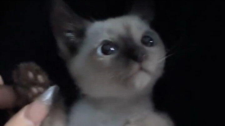 يا حبيبي، أنت حلو لدرجة لا تُحتمل!