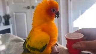 Seekor burung beo kecil yang lebih memahami kehidupan daripada manusia