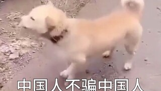 中国人不骗中国人