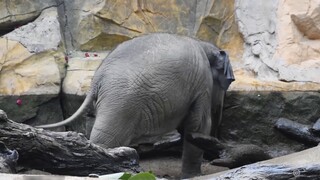 [Animals] A Little Elephant Playing Alone