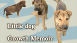 Watch a Little Rural Dog Grow Up to Its Adulthood in 5 Minutes