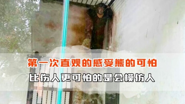 لأول مرة أشعر بشكل مباشر بمدى رعب الدببة! الأسوأ من إيذاء الناس هو أنهم يقلدون البشر