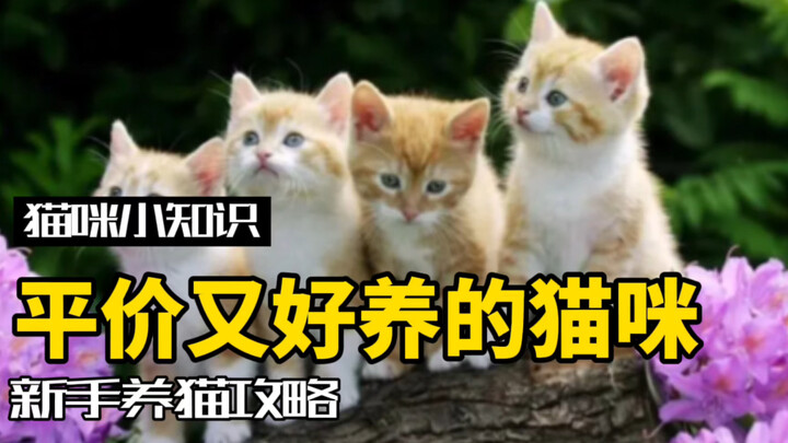 养猫真的那么贵？这些平价猫咪一样香！