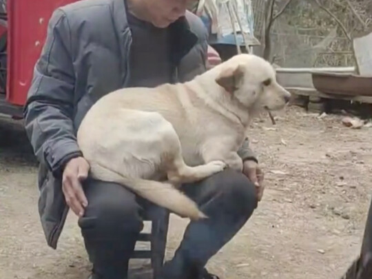 โตขนาดนี้แล้ว ยังเป็นลูกหมาขี้อ้อนอยู่เลย